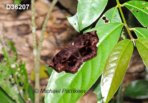 Giant Sicklewing (Achlyodes busirus)